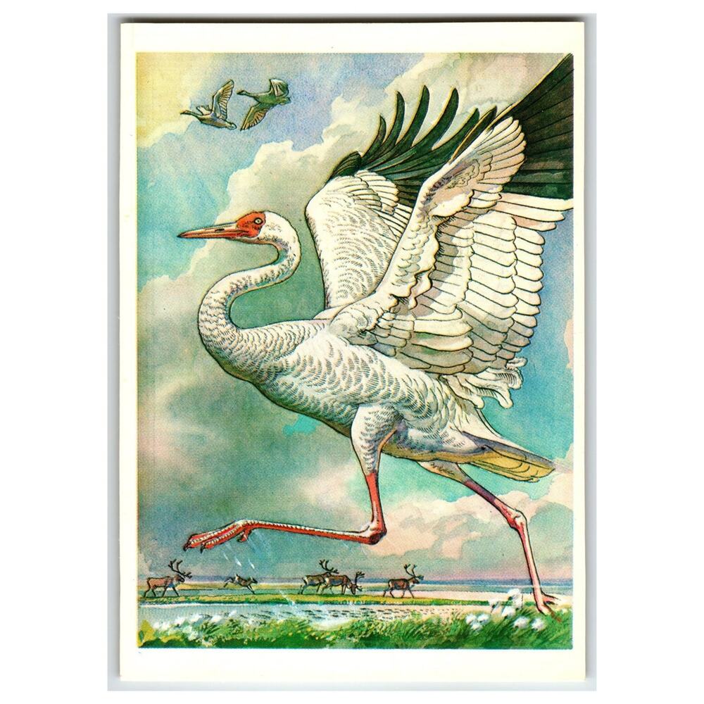Siberian Crane Sterkh White Crane USSR 1979 Wildlife Bird Art Postcard